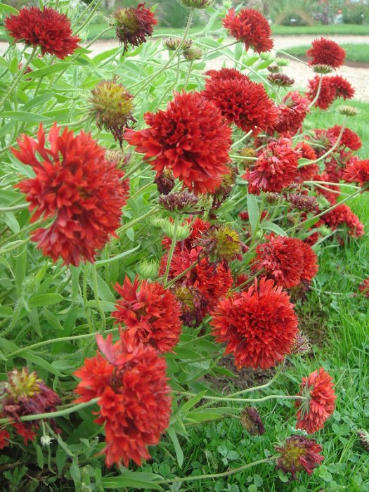 Gaillardia pulchella 'Plume Rouge' (2)